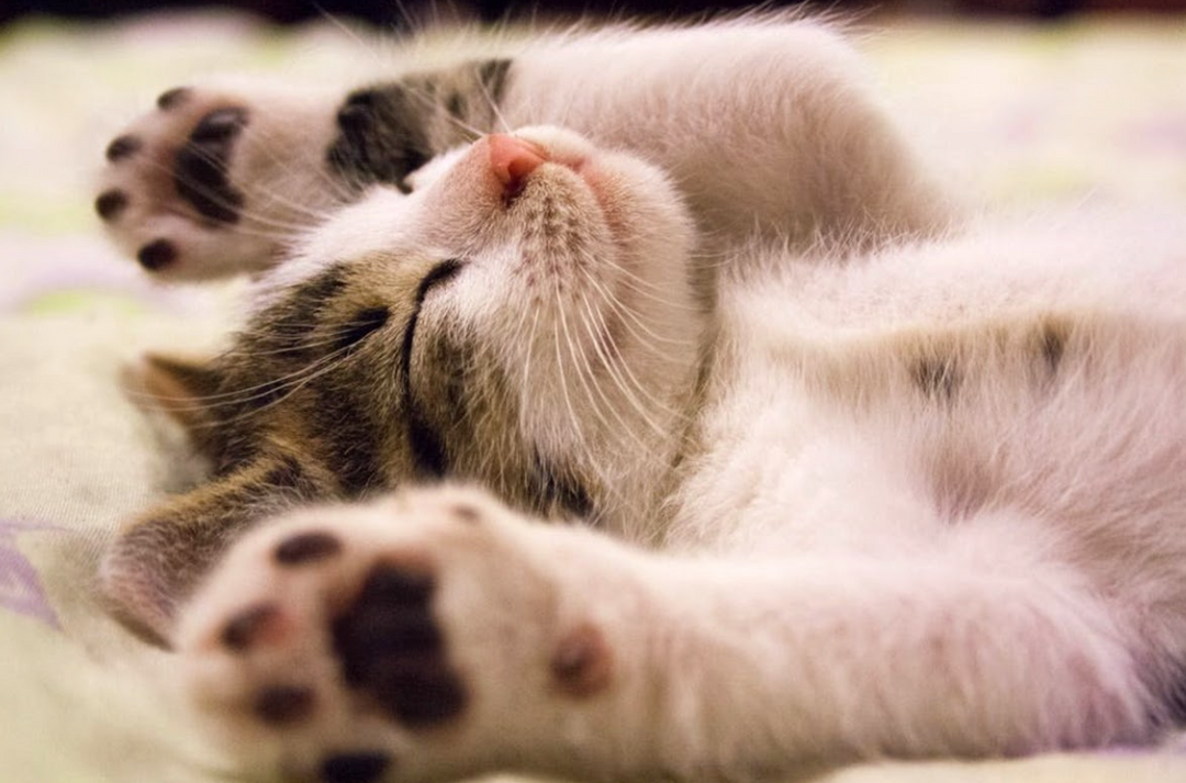 How to Bathe a Cat (Part 1) How to Prep A Cat For A Bath Fauna Care